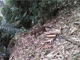 雲林石虎蹤跡逐年增加 林保署再增4台監測儀