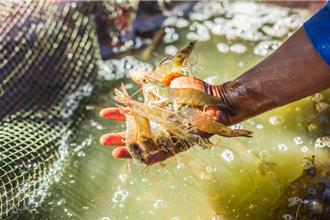 宏国白虾出口崩盘  探寻重返台湾  绿委：台湾人善良但不笨