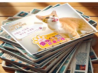 響應4／4台灣貓節 新北動保處推限量貓貓明信片
