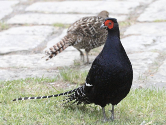 影》玉山首見！黃喉貂獵捕求偶帝雉 雄雉「英雄救美」躲死劫