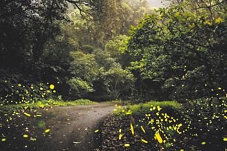 北橫生態旅 花卉農遊夜訪螢光