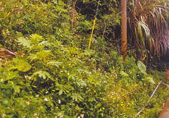 雲林螢火蟲季 21路線漫遊