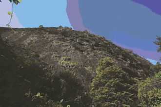 仅存6株大红袍 武夷山投保1亿人民币