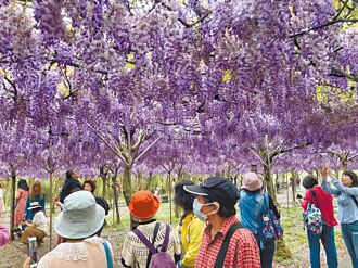 花粉熱來襲 清明賞花要留意