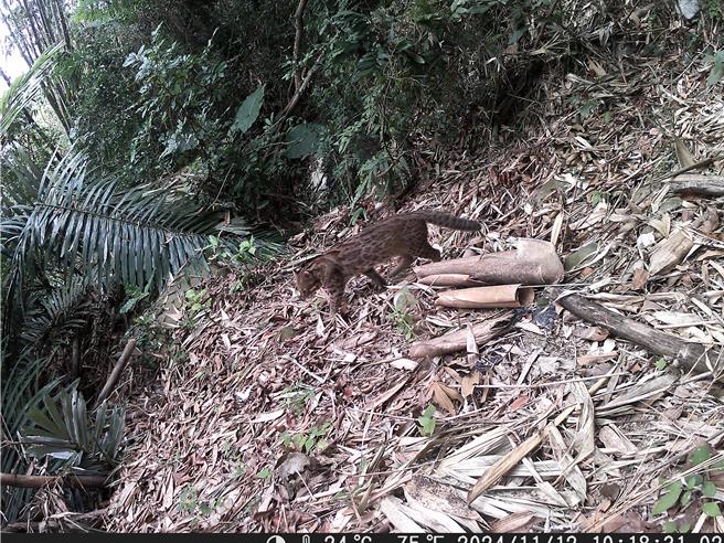 云林县林内乡坪顶村2024年11月拍到石虎，模样很可爱。（图／林内乡坪顶社区发展协会）