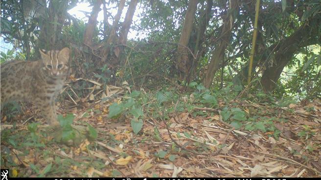 林内乡拍到的石虎影像。（图／屏东科技大学苏秀慧）