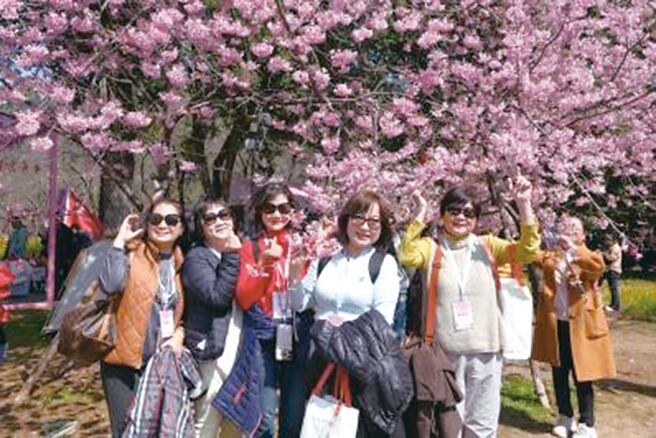 滿園的櫻花盛開吸引海內外遊客前往賞櫻。（張厚煒攝）