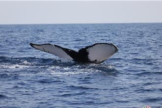 大翅鯨罕見現身花蓮外海 母子鯨同框民眾驚呼連連