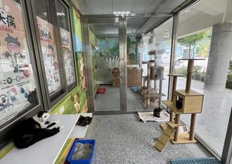苗縣認養犬貓享雙重福利 健康檢查、寵物保險都有補助