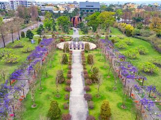 許願藤花季！台版兼六園紫色花海美翻 連假限定12歲童入園免費