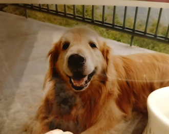 毛孩讀心術》不捨愛犬猝逝盼再續前緣 黃金曝：媽媽在動物天堂很夯