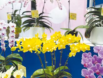 檢疫費時 農產不易轉換外銷國