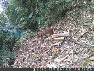 雲林 石虎頻現蹤 林內鄉增設4監測儀