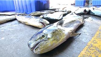 剛打開美國市場又被加稅 台東漁民憂鬼頭刀價格崩盤