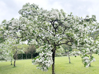 台北街頭飄起浪漫「四月雪」 流蘇綻放限定美景