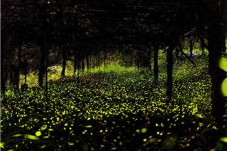 高雄那瑪夏螢火蟲季登場！開放3賞螢步道 2條件免費入場