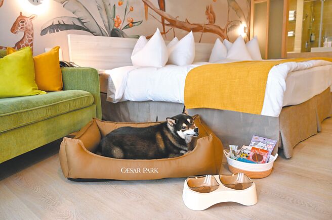 垦丁凯撒大饭店推出「毛孩假期」住房专案，房内宠物用品连小床都有，欢迎主人与毛孩入住。（垦丁凯撒提供）