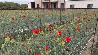 康乃馨育苗受損3成 預估愈接近母親節價愈高