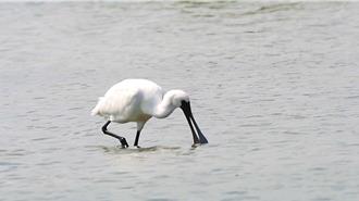 「喇飛」又來台東！ 數量達13隻再創新高
