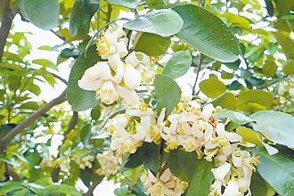 八里柚花盛開ing 花香迎賓