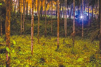 萤光耀春夏夜 南投赏萤趣