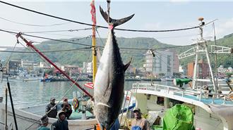 影》「全國第一鮪」在南方澳！重達216公斤為活魚狀態