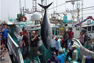 屏東第一鮪確認！實際重量待4／11拍賣會揭曉