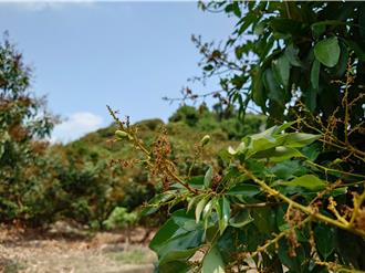 荔枝遇寒害减产剩1成 农民嘆血本无归：工钱都发不出来