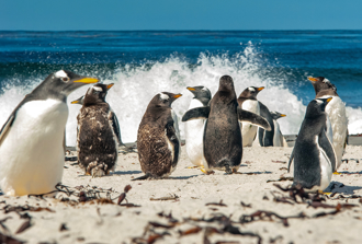 無人企鵝島為何被課關稅？美商務部長甩鍋中國大陸