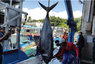 台東首祭20萬元「第一鮪獎金」 盼喚回老漁民出海