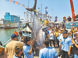 屏東第一鮪 今返港過磅驗正身