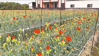 彰化 康乃馨減產 近母親節恐價愈高