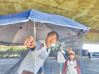 紫斑蝶遷徙 今年創2紀錄