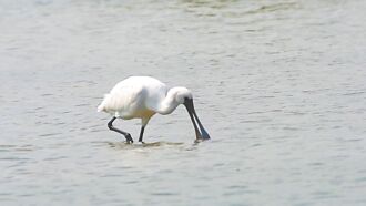 稀客變常客 13喇飛現蹤台東