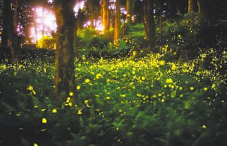 春遊日月潭 日環湖夜賞螢