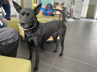 台中丟狗案外案！飼主貍貓換太子 送「另一隻老黑狗」調查下場更慘