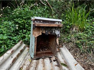 影》直擊黑熊享用「蜂蜜大餐」寶山蜂場二度遭殃