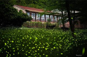 台北六福萬怡推賞螢體驗 只有「這三天」、每日限量20位