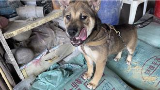 新北推「狗來富」專案 認養10隻米克斯每月補助5000元