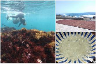 新北貢寮海女傳承石花菜採收 東北角沿海變身「五彩地毯」