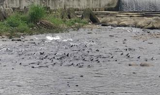 新店溪碧潭堰魚群洄游好壯觀 數百大魚擠滿水域等產卵