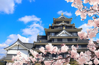 丟臉丟到日本！台女為拍美照狂搖櫻花樹 當地人氣炸