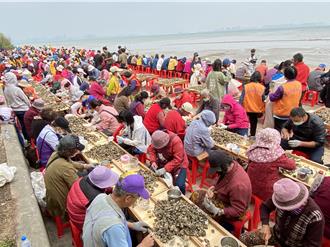 金門石蚵文化季「千人剝蚵」4／12登場 免費剝蚵還能帶回家