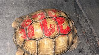 屏東養殖場蘇卡達象龜遭竊30隻損失300萬   8嫌落網追回8隻