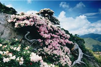 合歡山杜鵑花季4／12登場 台14甲翠峰至大禹嶺假日交管