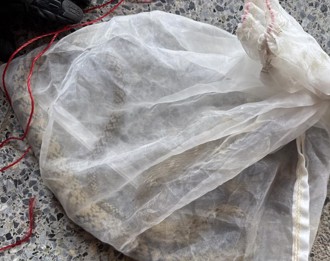 影》學校電梯裡有蛇！高科大學生全嚇傻 農業局曝「小龍」身分