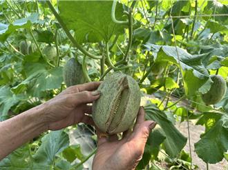 洋香瓜「卡蜜拉」裂果9成报废 嘉县农业处：恐与种太早有关