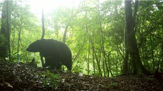 睽違24年！台灣黑熊現蹤桃園復興區 哈凱部落族人驚喜直擊