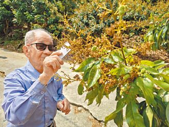 高雄玉荷包遇寒害 减产剩1成