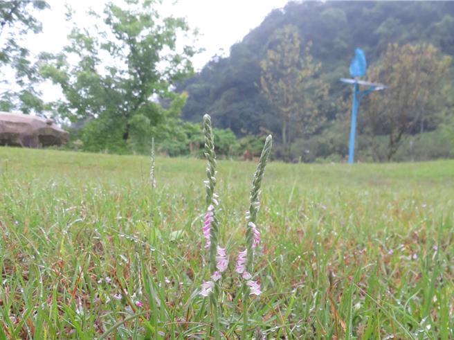 南港山水绿生态公园内，绶草最近已开花绽放，民眾最近可把握机会前往赏花、踏青。（台北市环保局提供／谢佳君台北传真）